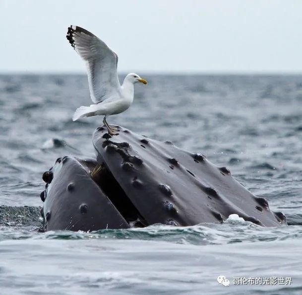 鯨鳥(niǎo)冬季購(gòu)物熱，轉(zhuǎn)運(yùn)隔岸送溫暖__鯨鳥(niǎo)冬季購(gòu)物熱，轉(zhuǎn)運(yùn)隔岸送溫暖