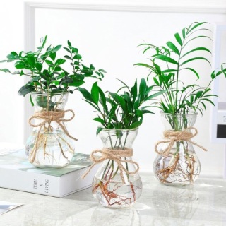 廈門辦公室綠植養(yǎng)護有什么技巧？