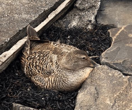 寒冬將至，冰島雁鴨絨供不應(yīng)求年產(chǎn)量僅3000公斤，King Eider冰島雁鴨絨珍奢床品帶來溫暖好眠