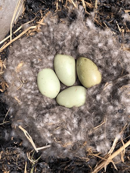 寒冬將至，冰島雁鴨絨供不應(yīng)求年產(chǎn)量僅3000公斤，King Eider冰島雁鴨絨珍奢床品帶來溫暖好眠