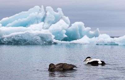 寒冬將至，冰島雁鴨絨供不應(yīng)求年產(chǎn)量僅3000公斤，King Eider冰島雁鴨絨珍奢床品帶來溫暖好眠