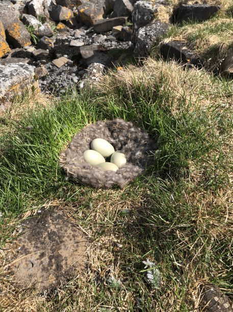 寒冬將至，冰島雁鴨絨供不應(yīng)求年產(chǎn)量僅3000公斤，King Eider冰島雁鴨絨珍奢床品帶來溫暖好眠